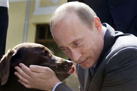 Three Theories on Why This Dog Looks Exactly Like Vladimir Putin