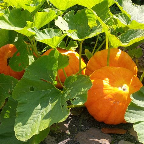 Pumpkin Plant Stages: From Seed to Harvest - Architecture ADRENALINE