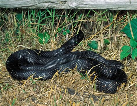 Western Ratsnake Black Snake, Black Rat Snake, Black Ratsnake, Texas ...