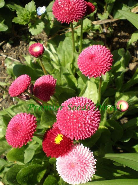 Bellis Perennis Pomponette | Flowers | Bellis | Premier Seeds Direct Ltd.