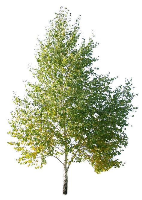 Birch. Tree birch on a white background , #Aff, #Tree, #Birch, #birch, #background, #white #ad ...