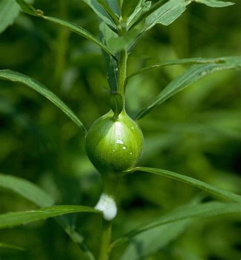 Galls on Flowers | University of Maryland Extension