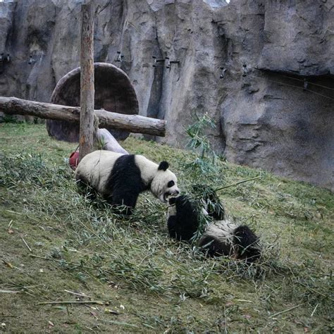 Pandas Shanghai Zoo — Stock Photo © innervision #265597144