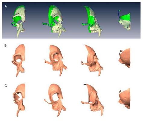 New gibbon genus discovered in ancient Chinese tomb