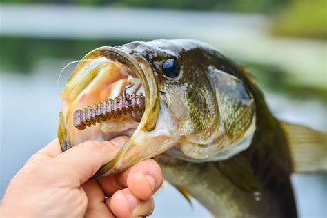 How to Select the Best Largemouth Bass Lure - Norrik