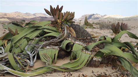 Namib Desert Plants