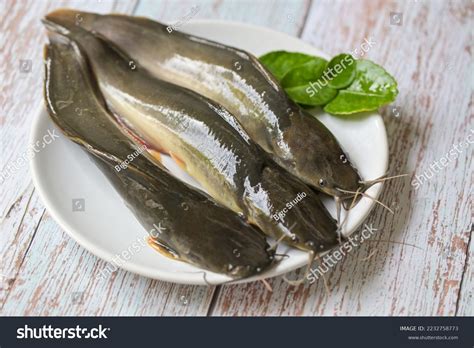 2,013 Catfish Cut Images, Stock Photos & Vectors | Shutterstock