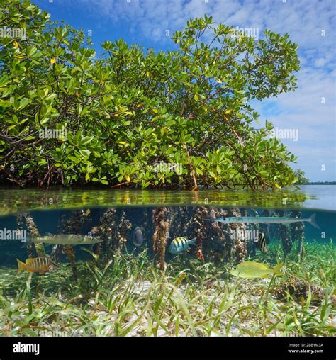 Mangrove with tropical fish, split view over and under water surface, Caribbean sea Stock Photo ...