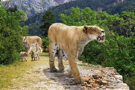 Machairodus Giganteus by Roman Uchytel/science Photo Library | Prehistoric animals, South ...