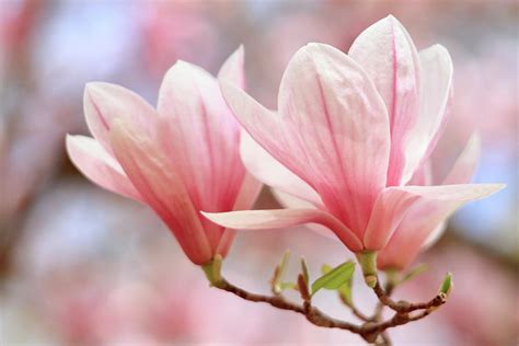 Pink Magnolia Blossoms Photograph by Geraldine Scull