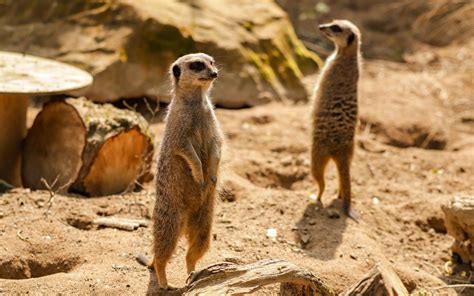 Marvellous meerkats: top 5 facts that will fascinate you! - Newquay Zoo