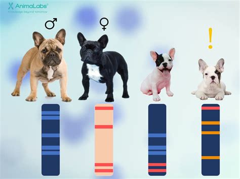 DNA profiling for dogs and cats – what is it and what is it for? - AnimaLabs©