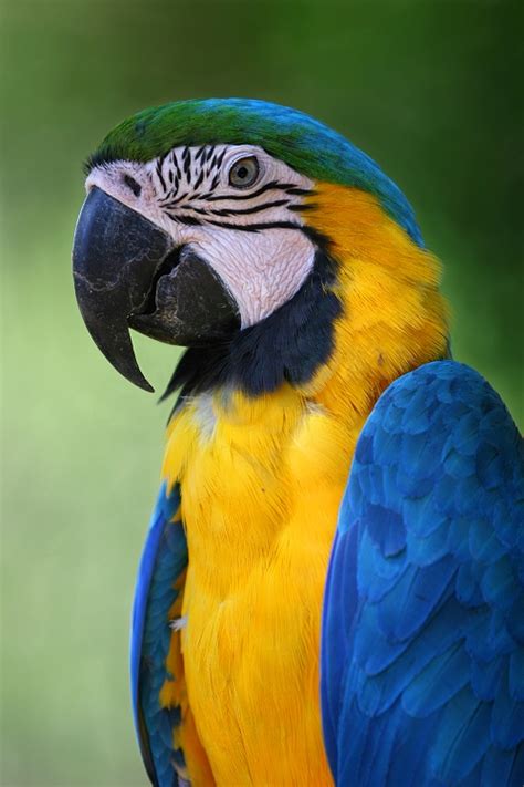 Macaw Bird Pictures : Biological Science Picture Directory – Pulpbits.net