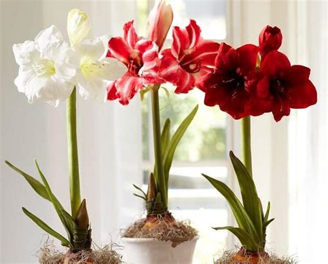 25+ How To Save Amaryllis Bulbs - PeymanEesah