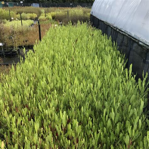 Dodonaea viscosa | Akeake at Wai-ora eco-source nursery