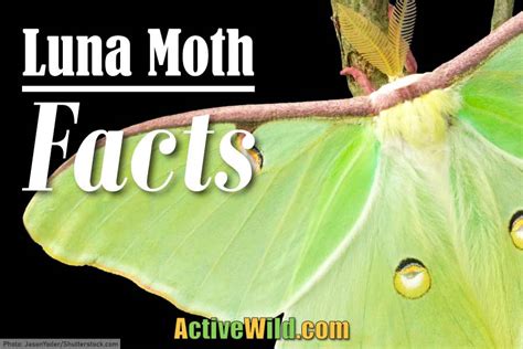 Luna Moth Facts: Luna Moth Pictures and Information: Discover One Of The Largest Moths Of North ...