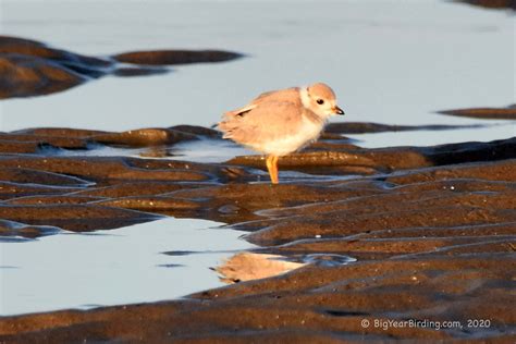 Piping Plover Nest Vandalism - Big Year Birding