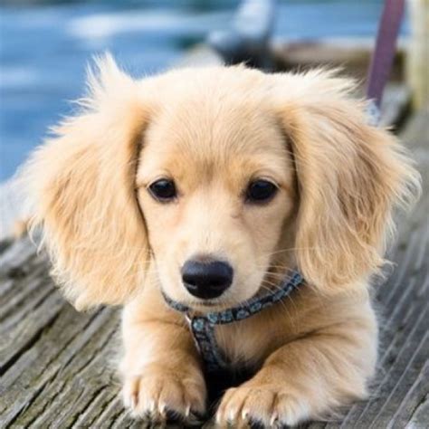 Dachshund golden retriever mix/English cream long haired dachshund | Cute animals, Dachshund ...