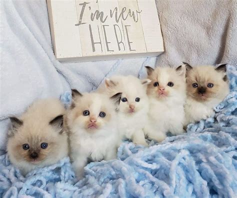 Ragdoll Cats Kittens For Sale On | jsandanski-strumica.edu.mk
