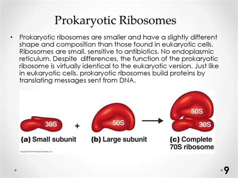 Prokariotic cell structure - презентация онлайн