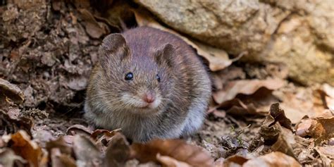 Crisis averted: deer mice and red-back vole will adapt just fine to ...