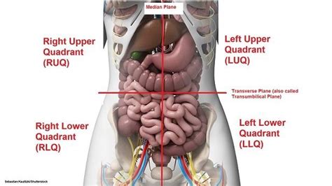 Four Abdominal Quadrants and Nine Abdominal Regions | Basic anatomy and physiology, Human ...