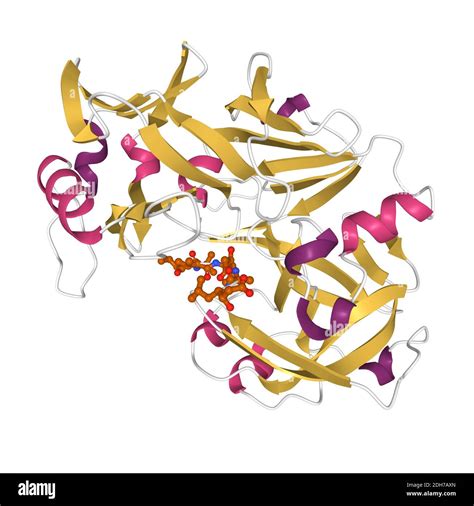 Structure of human pepsin complexed with inhibitor pepstatin, 3D ...