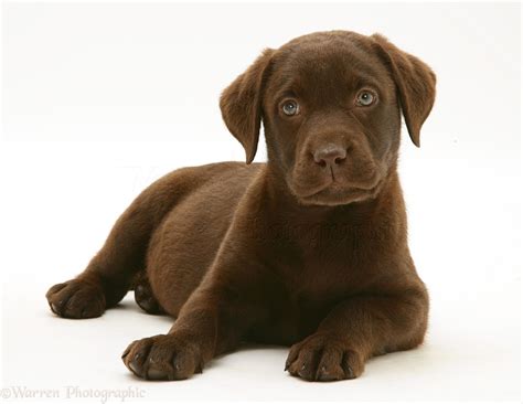 Dog: Chocolate Labrador Retriever pup photo WP43575