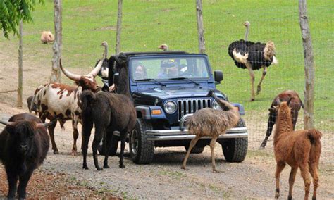 Drive-Thru Safari - Circle G Ranch | Groupon