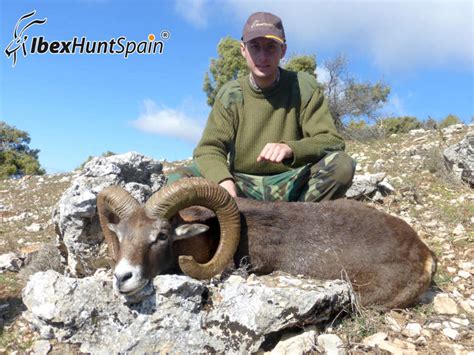 IBERIAN-MOUFLON-SHEEP-EUROPEAN-MOUFLON-2014 (2) | Ibex Hunt Spain