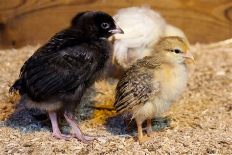 Small Chicks Free Stock Photo - Public Domain Pictures