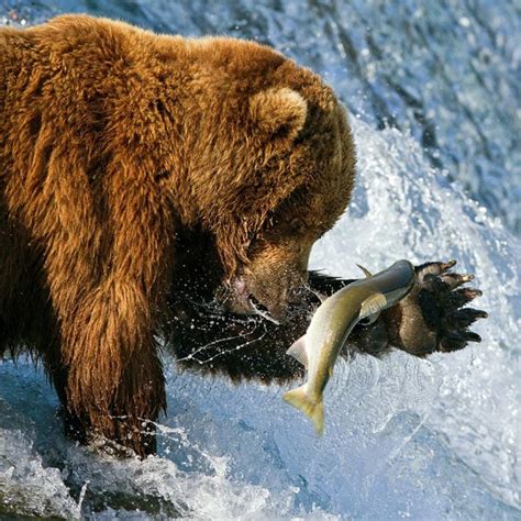 Brown bears pictured fishing for spawning salmon in a river in Alaska - Telegraph