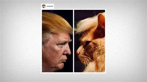 Watch Trump Cats | Glamour