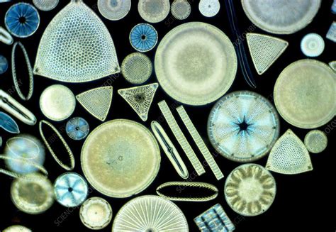 Marine diatoms - Stock Image - B946/0025 - Science Photo Library