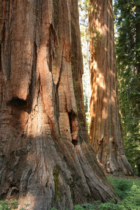 Giant Redwood Trees In Yosemite Free Stock Photo - Public Domain Pictures