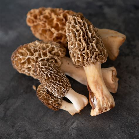 Gardening with Landscape Black Morels – Everything Mushrooms