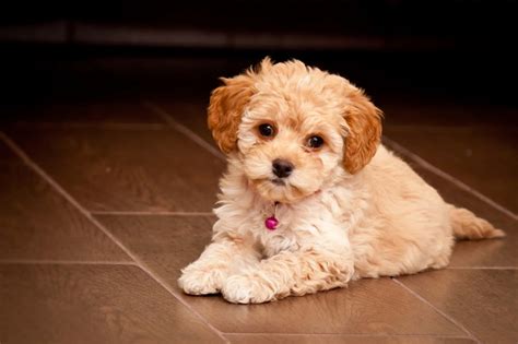 Maltipoo - The Ultimate Guide To The Maltese Poodle Mix