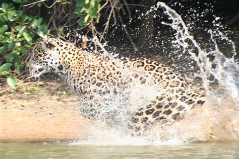 Jaguars of the Pantanal