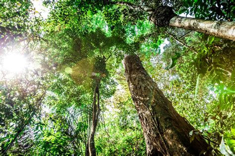 Jardim Botânico Adolpho Ducke | Manaus, Brazil Attractions - Lonely Planet