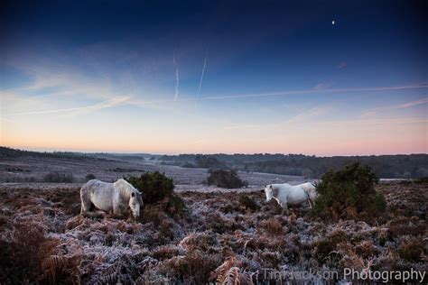 New Forest Ponies Bratley View | Tim Jackson Photography | Buy Photographic, Canvas and Poster ...