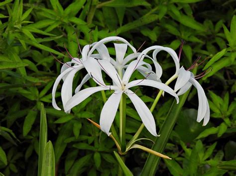 Crinum Lilies - Tips For Care Of The Crinum Plant