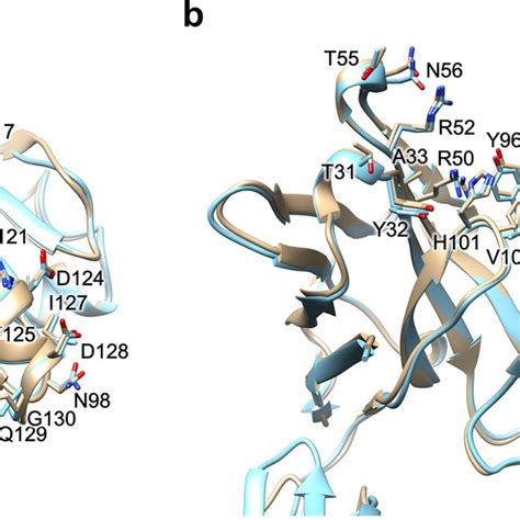 Paratope-epitope interactions a Epitope residues. Structural alignment... | Download Scientific ...