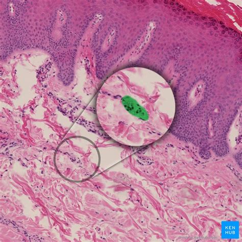 Peripheral nerves: Histology and clinical aspects | Kenhub