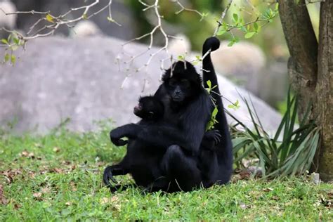 Spider Monkey - Facts, Diet, Habitat & Pictures on Animalia.bio