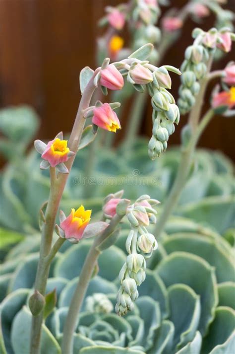 Desert Garden with Succulents Stock Photo - Image of blue, botanic ...