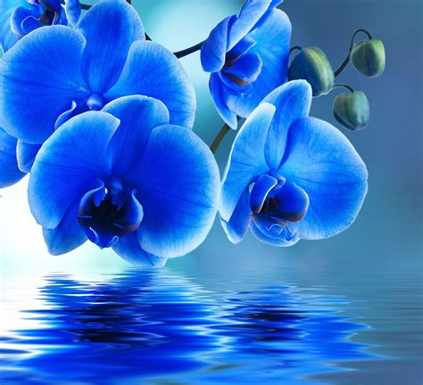 Blue Orchid Wallpapers - Top Free Blue Orchid Backgrounds - WallpaperAccess