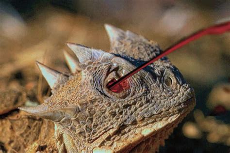 The Horned Lizard Shoots Blood From Its Eyes!