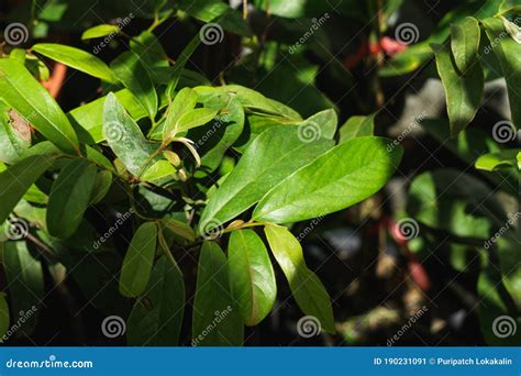 Gold apple tree leaves stock image. Image of agriculture - 190231091