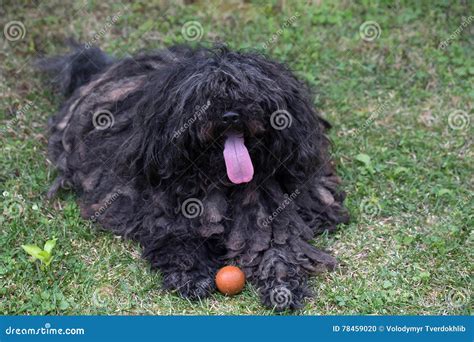 Big black puli dog stock photo. Image of lies, corded - 78459020