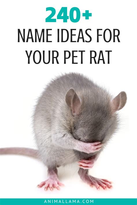 700+ Cute Pet Rat Names: Famous & Disney Rats, Pair Names, Black & White Rat Names | Animallama ...